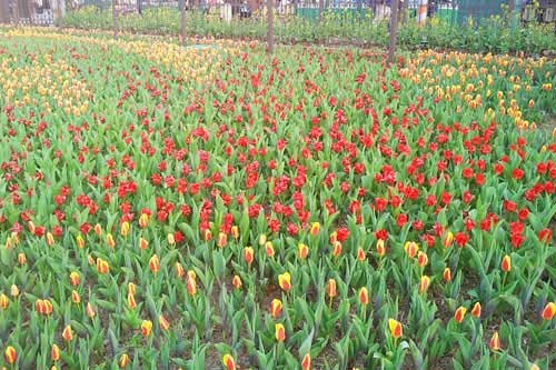 Vườn Hoa Nhiệt Đới Mộc Châu.