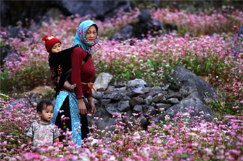 Mùa hoa Tam giác mạch tại Hà Giang